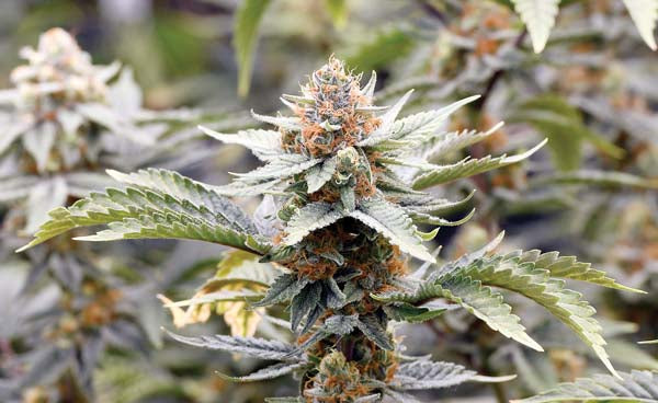 Growing medical cannabis